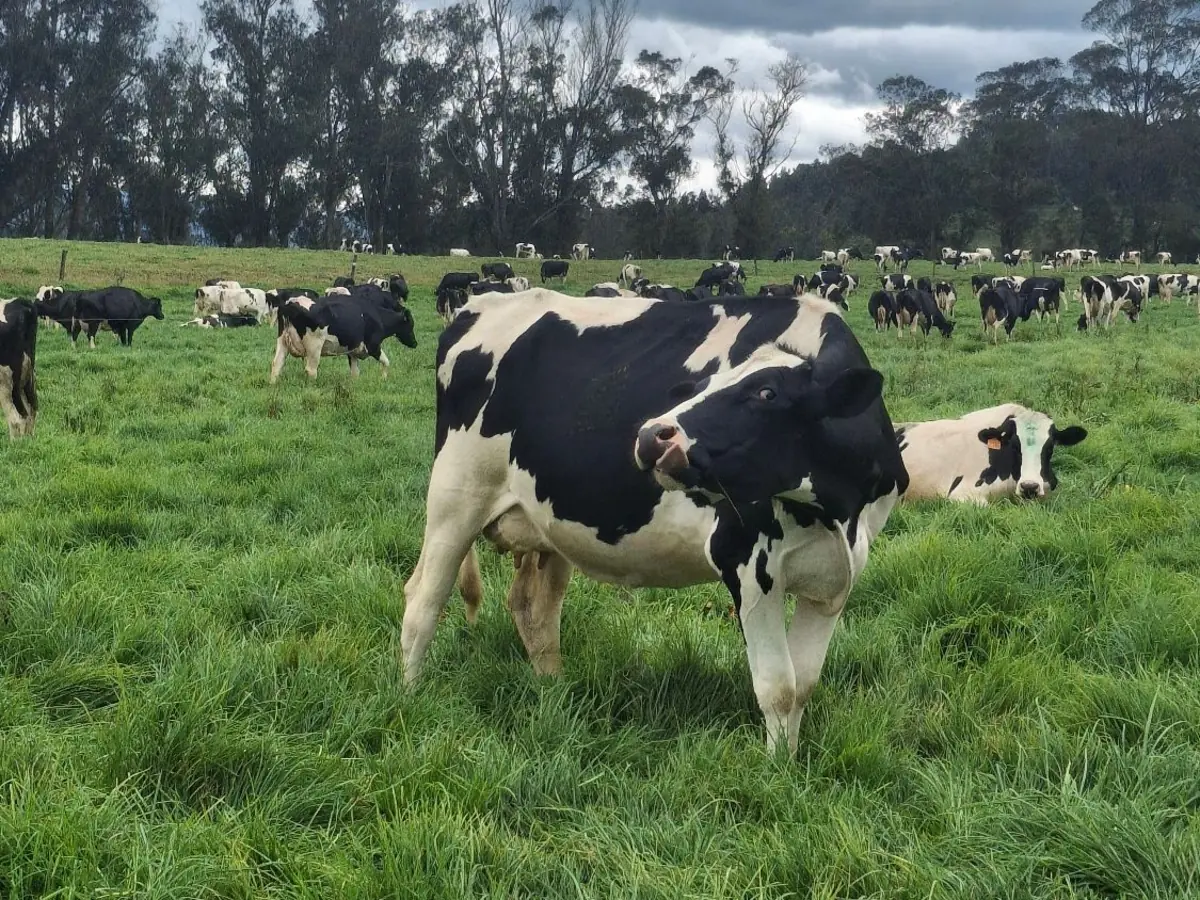 Vaca Holstein en primer plano en un potrero verde, con el resto del hato pastando al fondo bajo un cielo nublado.