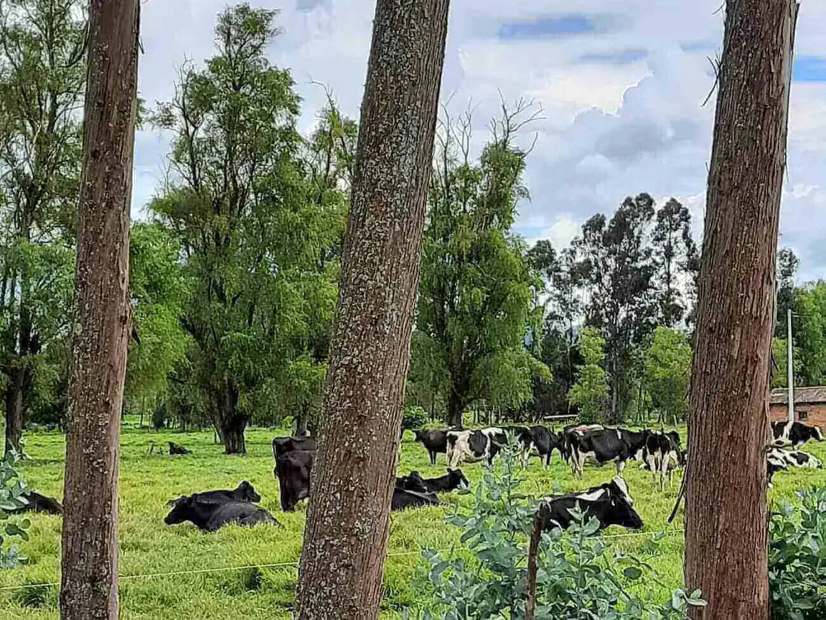 Vacas Holstein echadas y pastando en un potrero con árboles, vistas entre los troncos de una cerca viva.