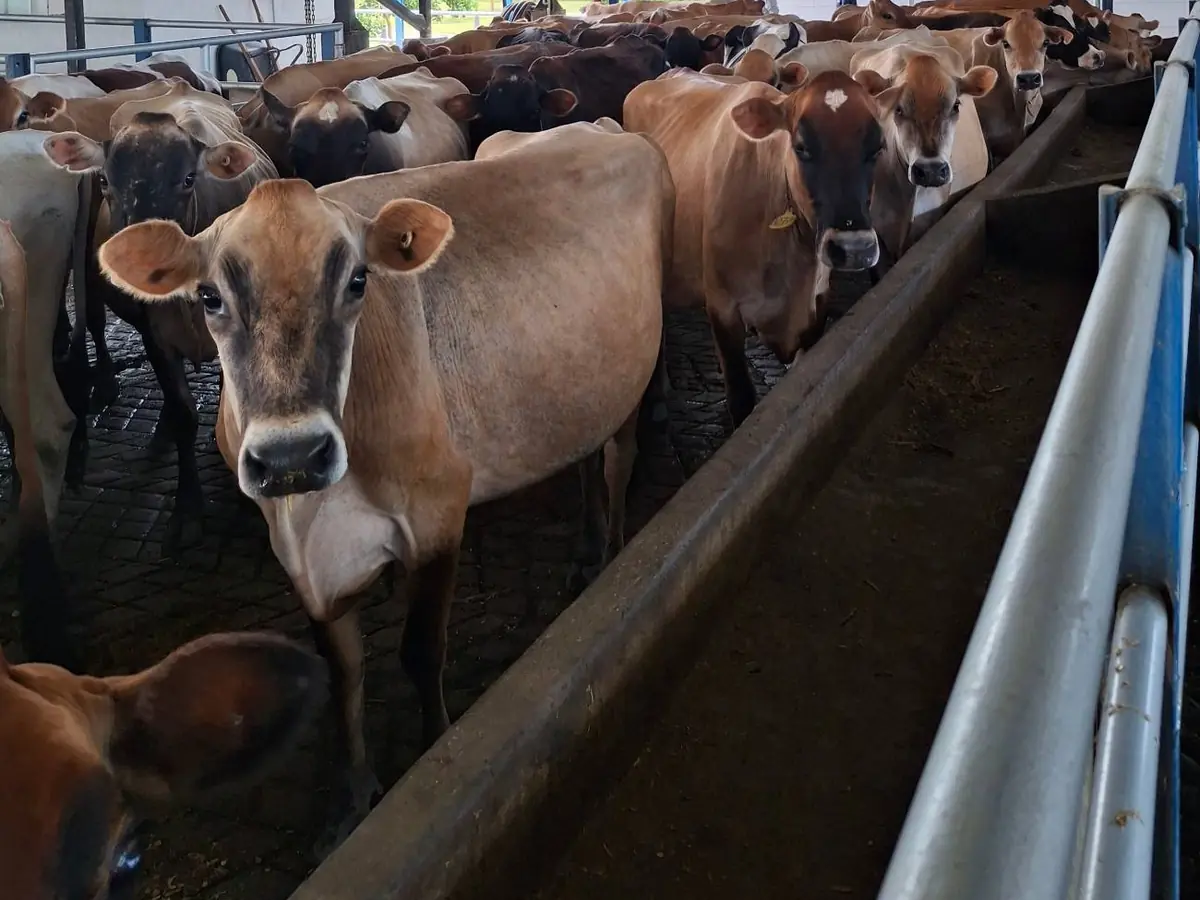 Vacas Jersey en un establo techado, junto al comedero, mirando a la cámara.