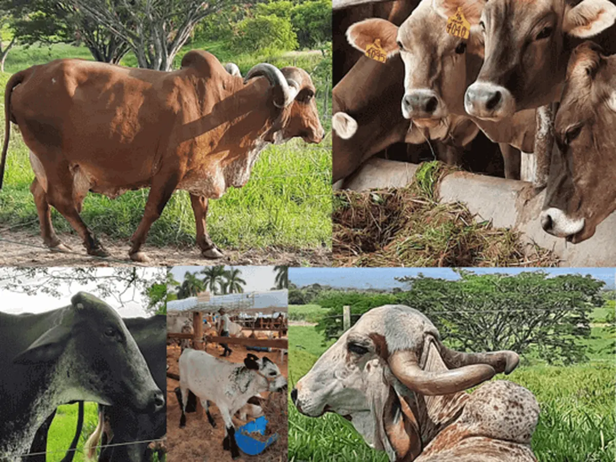 Collage de cinco fotos de ganado cebú y criollo en potreros y corrales del trópico bajo.