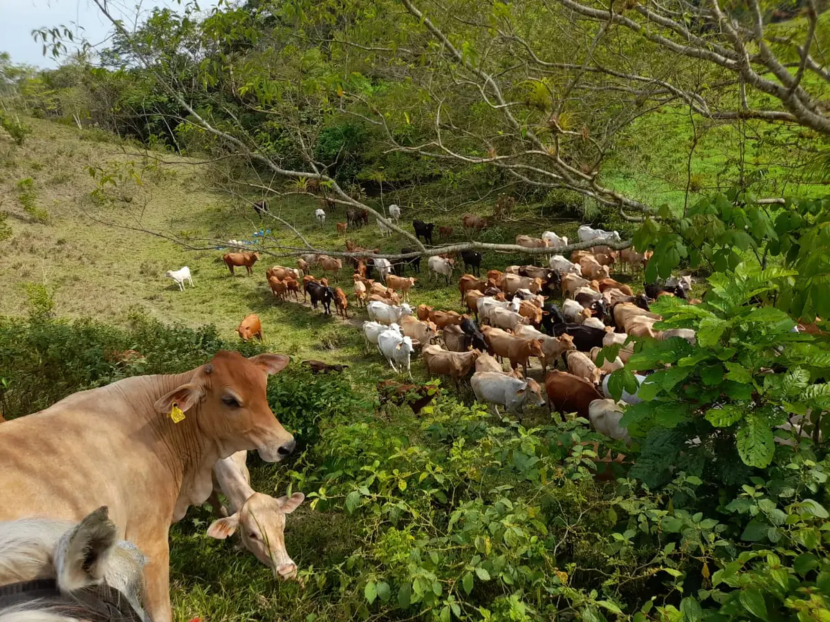 Hato de ganado pastando en una ladera verde, con una vaca y un ternero en primer plano entre la vegetación.