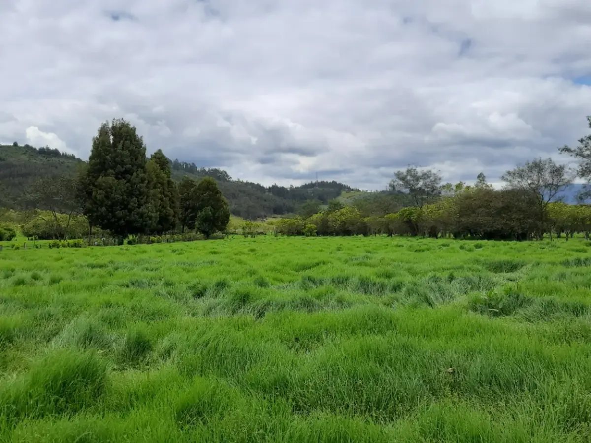 Potrero de pasto alto y verde, sin animales, con árboles y montañas al fondo bajo un cielo nublado.