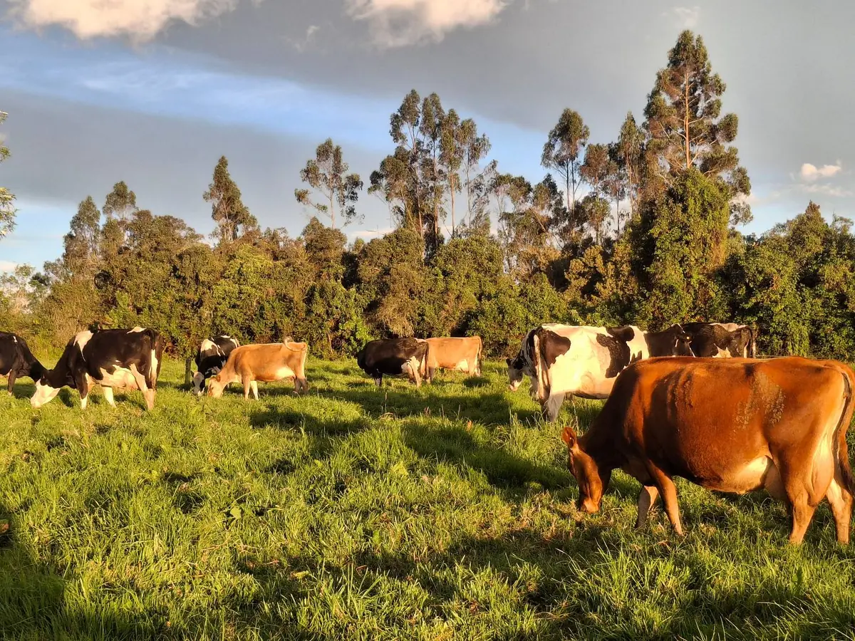 Hato de vacas Holstein y Jersey pastando al atardecer en un potrero rodeado de eucaliptos.
