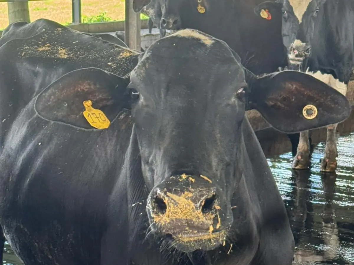 Primer plano de una vaca negra con una orejera amarilla de identificación, en un establo con otras vacas detrás.