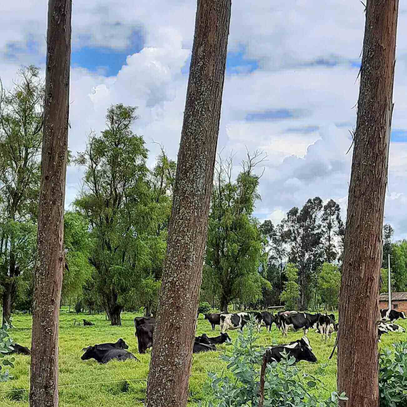 La ruta hacia una ganadería colombiana moderna y sostenible